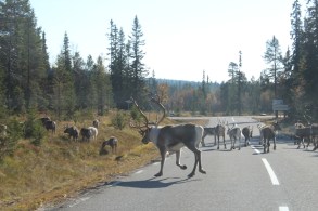 reindeers road swedish north sweden fjällen
