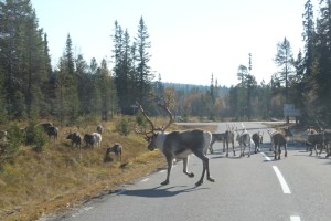 reindeers road swedish north sweden fjällen